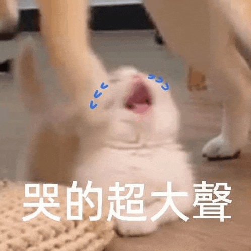 a white cat is laying on the floor with its mouth open and tears coming out of it 's eyes .