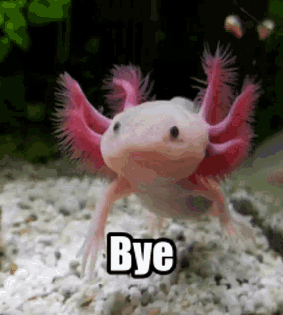 a pink axolotl is standing on a rocky surface with the words `` bye '' above it .