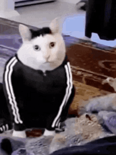 Blyat Russian GIF - Blyat Russian Cat GIFs