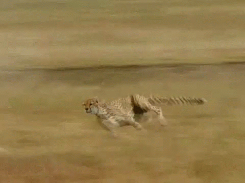 Cheetah GIF - Cheetah GIFs