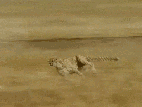 a cheetah is running across a dirt field in the wild .