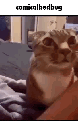 a cat is laying on a bed with its head on a person 's lap .