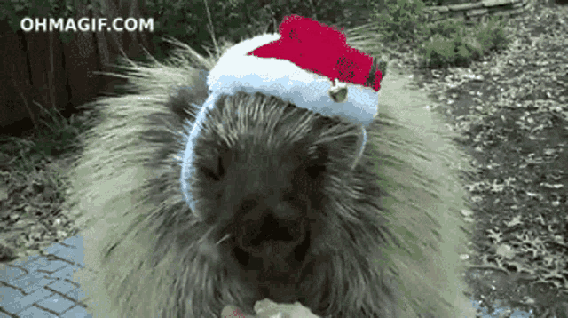 Navidad Animal GIF - Navidad Animal GIFs