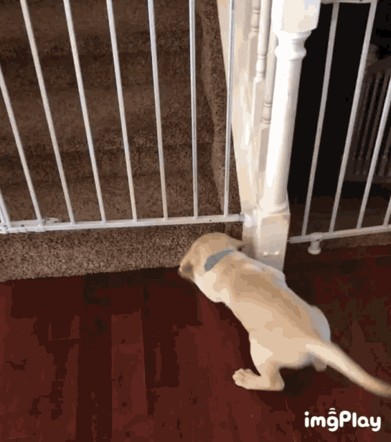 Escaping Sneaky GIF - Escaping Sneaky Puppy GIFs