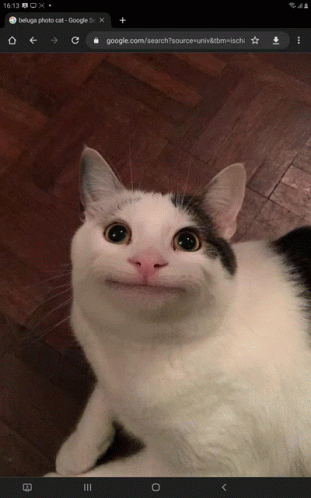 Beluga Cat GIF - Beluga Cat GIFs