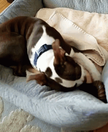 a brown and white dog is laying in a bed