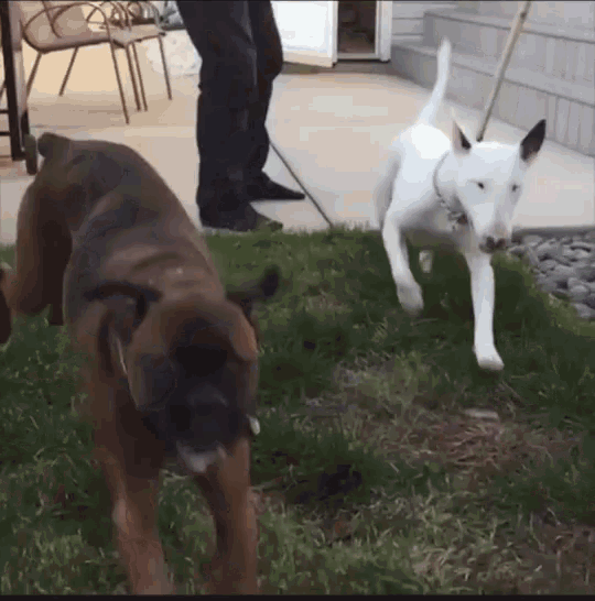 Slowmotion Dogs GIF - Slowmotion Dogs Run GIFs