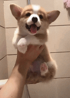 a person is holding a brown and white puppy with its tongue hanging out