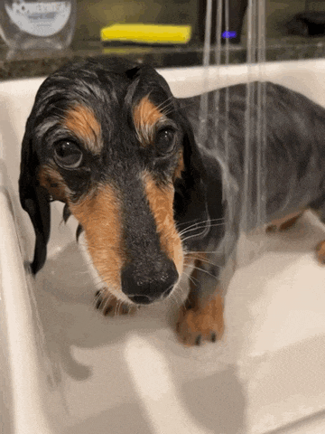 a dachshund is taking a bath in a sink with a bottle of powerade in the background