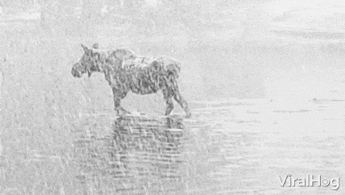 Wading Moose GIF - Wading Moose Viralhog GIFs