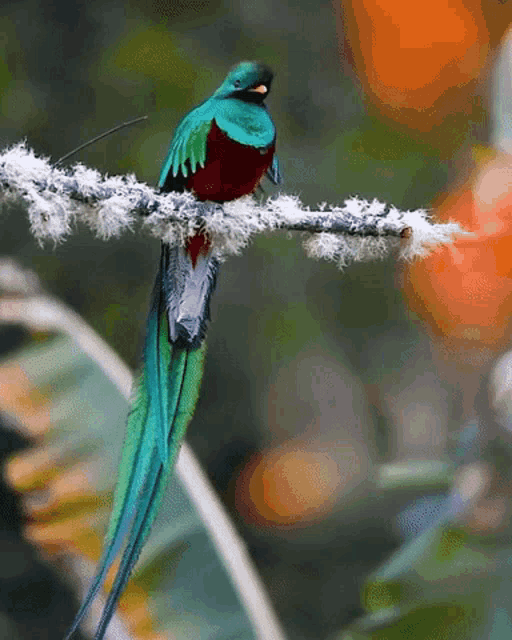 Bird Beautiful Bird GIF
