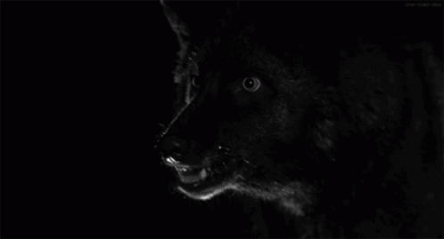 Wolf Animal GIF - Wolf Animal Angry GIFs