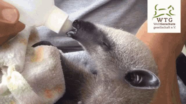 a person is feeding a small animal from a bottle with a wtg logo in the corner
