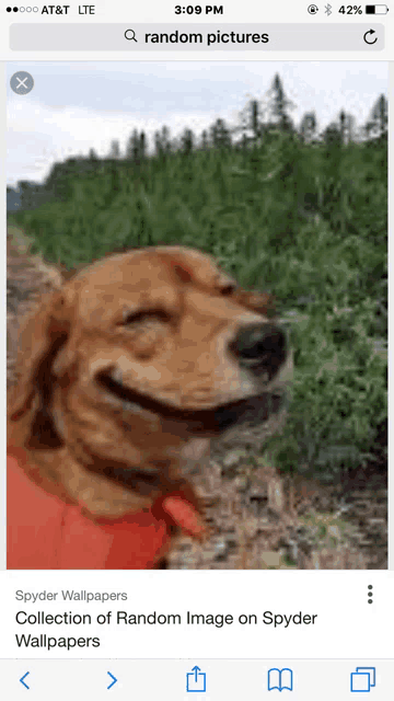 a phone screen shows a picture of a smiling dog and the time of 3:09 pm