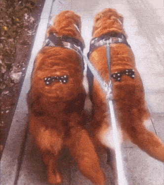 two dogs wearing bow ties on their backs are walking on a sidewalk