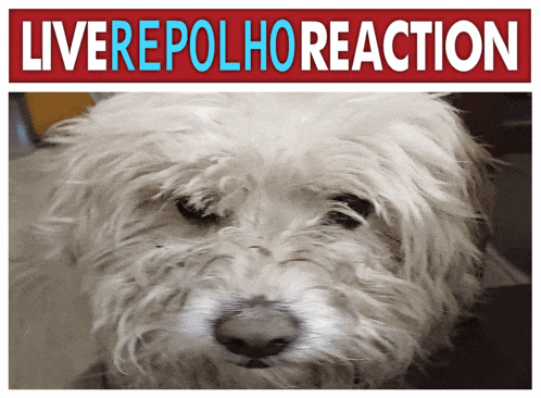 a picture of a dog with the words " liverepolhoreaction " written above it