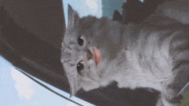 a cat is sticking its tongue out in front of a window