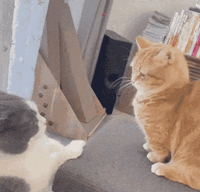 Cats Fight GIF - Cats Cat Fight GIFs