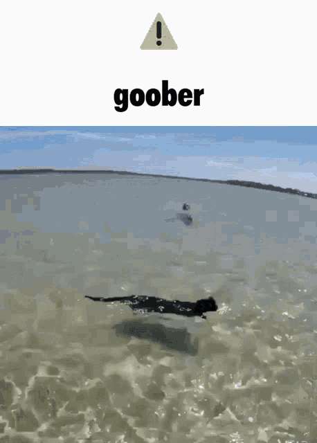 Goober Cat GIF - Goober Cat Cta GIFs