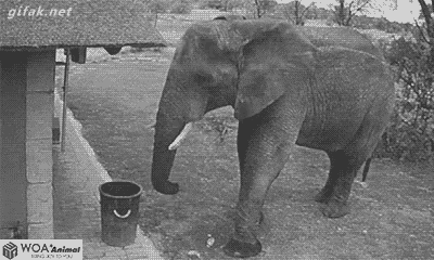 Animal Elephant GIF - Animal Elephant GIFs