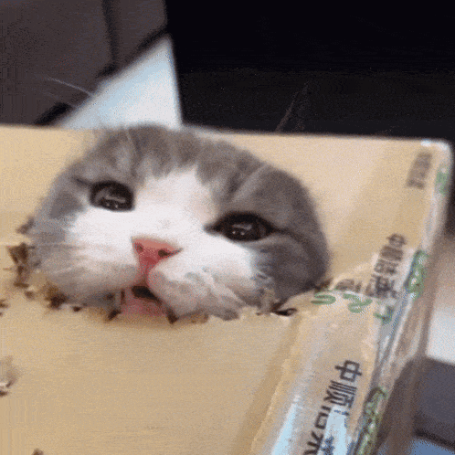 a gray and white cat is sticking its head out of a box