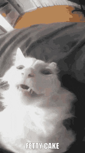 a white cat is laying on a couch with its mouth open and the caption fetty cake