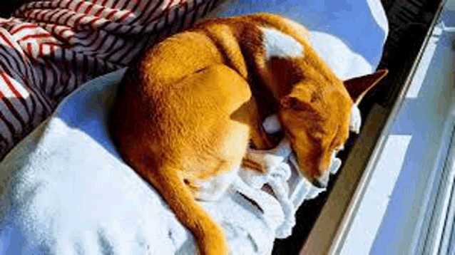 a brown and white dog is sleeping on a white blanket .