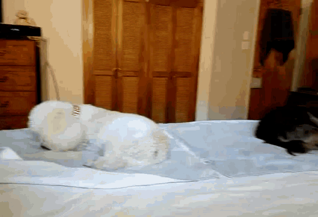 a small white dog wearing a pink collar is laying on a bed next to another dog