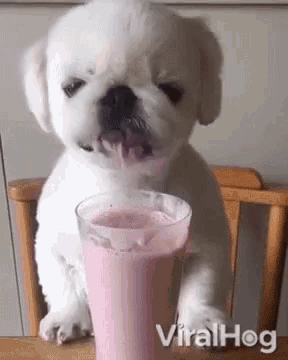 a small white puppy is drinking a pink milkshake from a glass .
