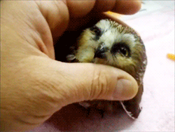 Baby, Owl The Time GIF - Baby Owl Petting GIFs