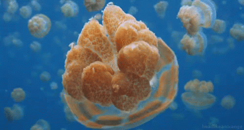Jellyfish From Http://Headlikeanorange.Tumblr.Com/ GIF - Jellyfish Ocean Swim GIFs