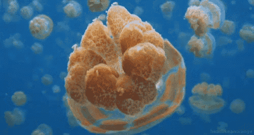 a bunch of jellyfish are floating in the water with the words headlikeanorange below them