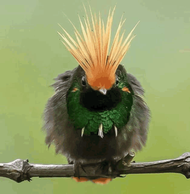 a bird with a mohawk on its head is sitting on a branch
