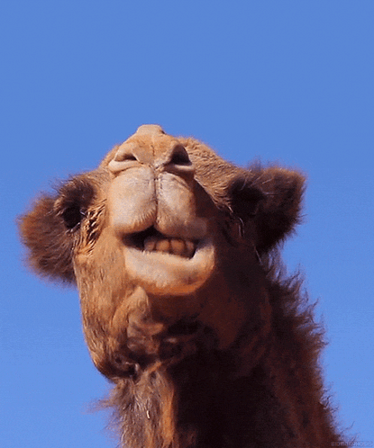 a close up of a camel 's face against a blue sky