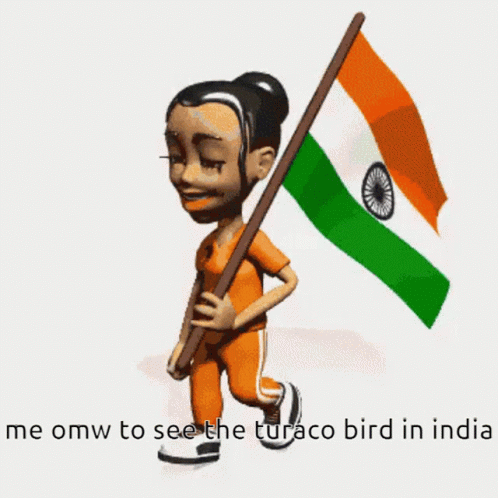 Me Omw To See The Turaco Bird In India Turaco GIF - Me Omw To See The Turaco Bird In India Turaco Turaco Bird GIFs