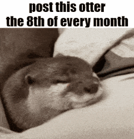 an otter is sleeping on a bed with the words `` post this otter the 8th of every month '' written above it .