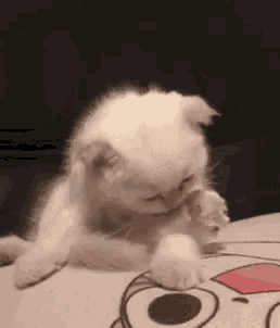 a white kitten is sitting on a couch licking its paw .