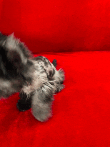 a small puppy is sitting on a red couch