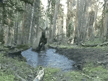 a bear is swimming in a small stream in the woods .