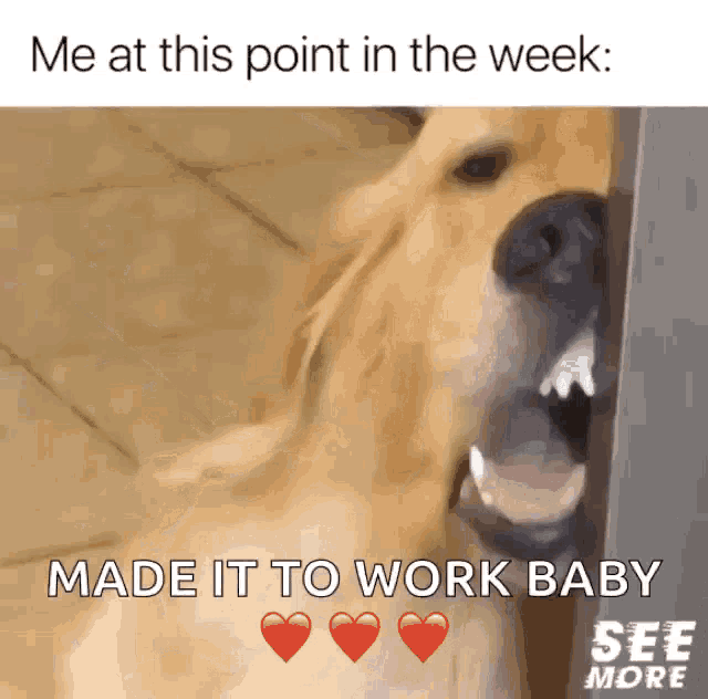 a picture of a dog that says " me at this point in the week "
