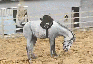马 跳跃 发癫 蹦跳 GIF - Insane Horse Jump GIFs