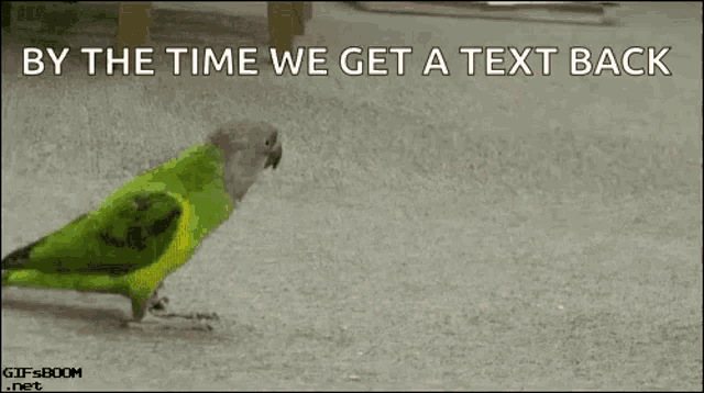 a person pointing at a green bird with the words by the time we get a text back below it