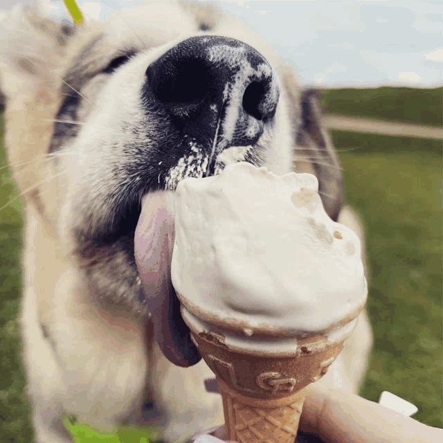 a close up of a dog licking an ice cream cone with the letter g on it