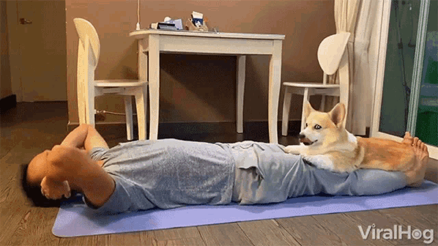 Workout Exercise GIF - Workout Exercise Cute Dog GIFs
