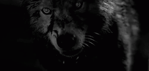 Black Wolf Wolf GIF - Black Wolf Wolf Growl GIFs