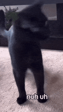 a black cat is standing on a white carpet with the words nuh uh written below it