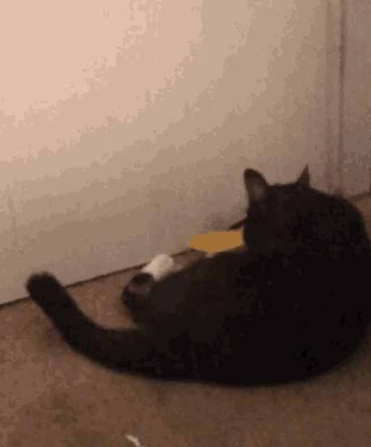 a black cat is laying on its back on a carpet next to a door .