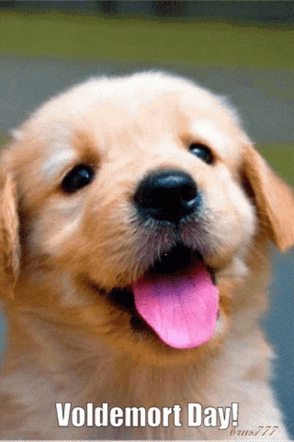 a puppy with a pink tongue sticking out and the words voldemort day below it