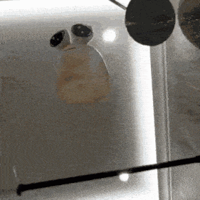 a close up of a frog in a container