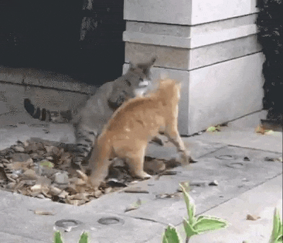 two cats are standing next to each other on a sidewalk in front of a building .